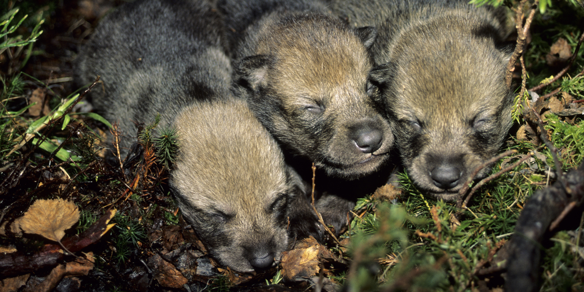 Illustrasjonsfoto av ulvevalper. Tatt under kontrollerte forhold i Langedrag Naturpark. Foto: Arne Nævra/Rovdata